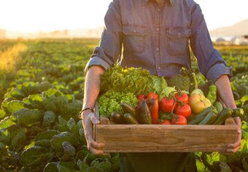 Farmer carrying crate with vegetables.