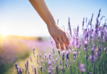 Woman walking down the field and touching the lavender flowers.